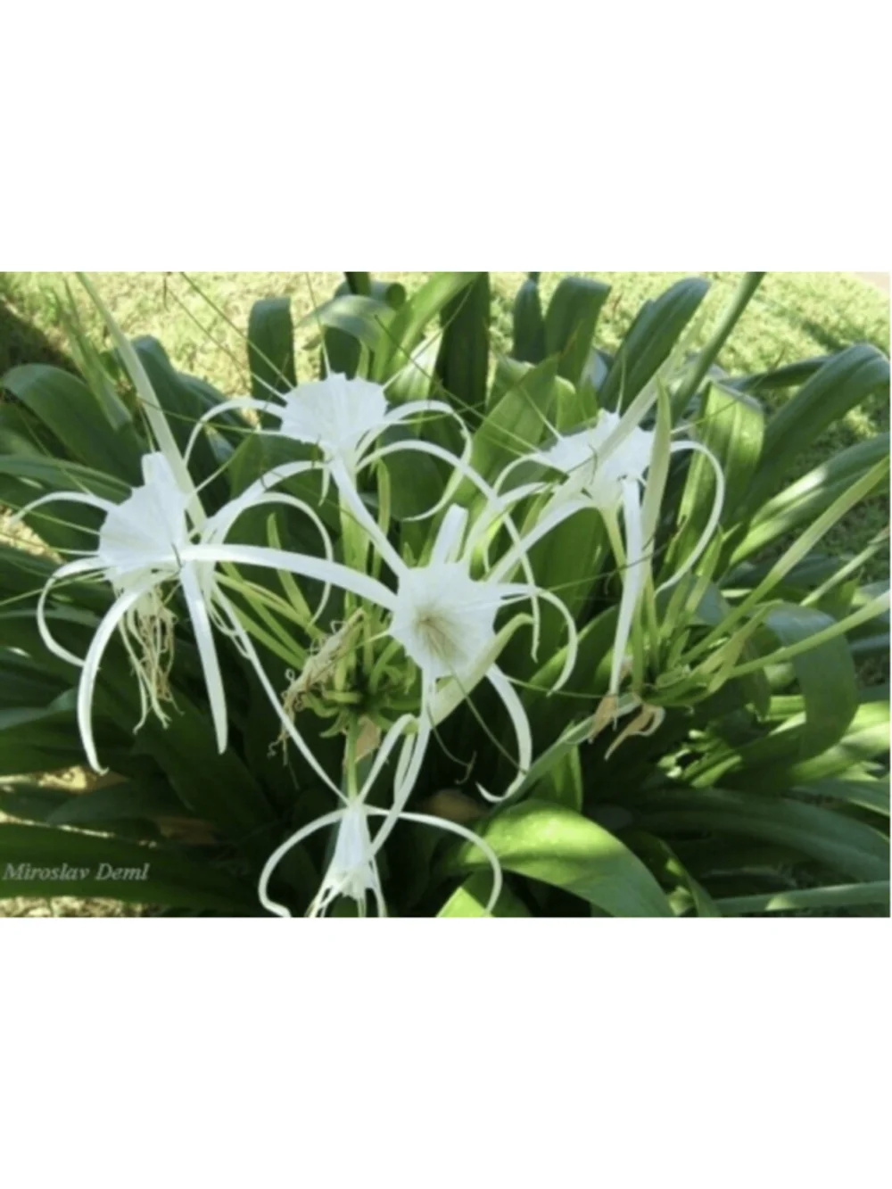 40 Bulbs NO Foliage BEACH SPIDER LILY BULBS (Hymenocallis Littoralis) POLLINATOR